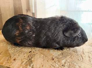 Tiere, 80 €, Marktplatz-Tiere & Tierbedarf in 3350 Gemeinde Haag