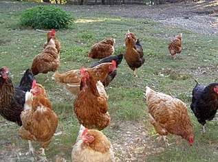 Legehennen von Freilandhaltung , 120 €, Marktplatz-Tiere & Tierbedarf in 3464 Gemeinde Hausleiten Legehennen von Freilandhaltung , 120 €, Marktplatz-Tiere & Tierbedarf in 3464 Gemeinde Hausleiten