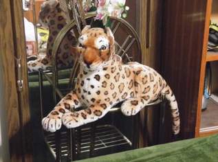 Plüschtier LEOPARD, 29 €, Kindersachen-Spielzeug in 1200 Brigittenau Plüschtier LEOPARD, 29 €, Kindersachen-Spielzeug in 1200 Brigittenau