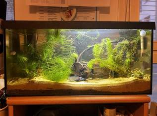Verkaufe Aquarium, 150 €, Marktplatz-Tiere & Tierbedarf in 1130 Hietzing