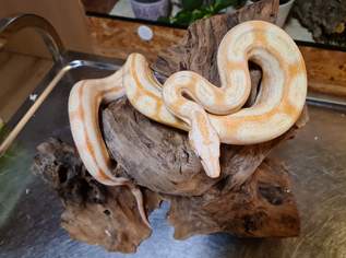 Motley Albino Boa, 150 €, Marktplatz-Tiere & Tierbedarf in 4565 Inzersdorf im Kremstal