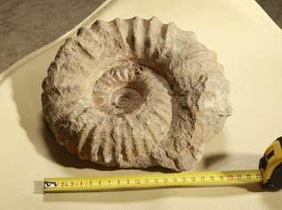 Fossilien / Versteinerung / Ammonit 22cm