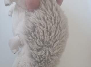 Stofftier - Igel Isidor sucht Zuhause! Stofftier - Igel Isidor sucht Zuhause!