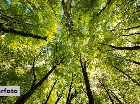 +++ Waldfläche +++, 1930 €, Immobilien-Grund und Boden in 7562 Zahling