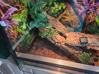 Terrarium 