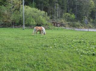 Einstellplatz für Pony oder Kleinpferd, 320 €, Marktplatz-Tiere & Tierbedarf in 2663 Gemeinde Rohr im Gebirge Einstellplatz für Pony oder Kleinpferd, 320 €, Marktplatz-Tiere & Tierbedarf in 2663 Gemeinde Rohr im Gebirge