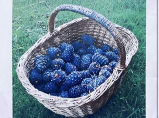 Zirbenzapfen 2026, 20 €, Marktplatz-Genuss & Kulinarik in 8684 Gemeinde Spital am Semmering Zirbenzapfen 2026, 20 €, Marktplatz-Genuss & Kulinarik in 8684 Gemeinde Spital am Semmering