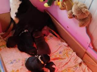 Appenzeller Entlebucher Welpen , 1300 €, Marktplatz-Tiere & Tierbedarf in 9422 Maria Rojach Appenzeller Entlebucher Welpen , 1300 €, Marktplatz-Tiere & Tierbedarf in 9422 Maria Rojach