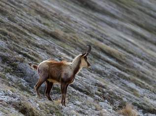 Private Eigenjagd in Oberkärnten, 4853000 €, Immobilien-Gewerbeobjekte in 9800 Spittal an der Drau Private Eigenjagd in Oberkärnten, 4853000 €, Immobilien-Gewerbeobjekte in 9800 Spittal an der Drau