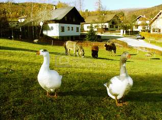 Landgasthof in Sankt Corona am Schöpfl !!! Zur Vermietung ein komplettes Haus inklusive Wohnungen in der beliebten Region Sankt Corona am Schöpfl - Mietpreis: nur 2.500 Euro monatlich, 2500 €, Immobilien-Gewerbeobjekte in 2572 Katastralgemeinde St. Corona am Schöpfl