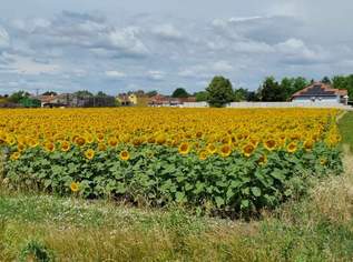 Traumhaftes Baugrundstück, 466000 €, Immobilien-Grund und Boden in 7162 Tadten