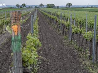 Weingarten im Herzen des Burgenlands, 65000 €, Immobilien-Grund und Boden in 7123 Mönchhof