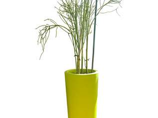 Euphorbia tirucalli aus - im Deutschen oft Bleistiftstrauch oder Bleistiftbaum genannt., 95 €, Haus, Bau, Garten-Balkon & Garten in 1020 Leopoldstadt