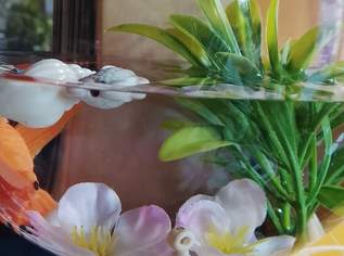 EIN FISCH NAMENS DONNER !!