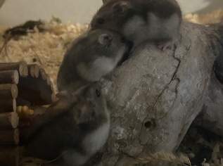 Djungarische Zwerghamster-Babys abzugeben, 15 €, Marktplatz-Tiere & Tierbedarf in 1210 Floridsdorf Djungarische Zwerghamster-Babys abzugeben, 15 €, Marktplatz-Tiere & Tierbedarf in 1210 Floridsdorf