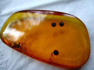 Old Amber, Bernstein, 39 €, Marktplatz-Antiquitäten, Sammlerobjekte & Kunst in 8230 Greinbach