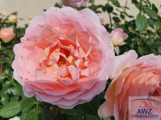 Holzhausen - Vermiete Single-, PÃ€rchenwohnung in einem schÃ¶nen Bauernhof!, 0 €, Immobilien-Wohnungen in 4615 Holzhausen