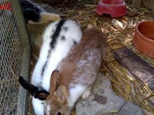 Zwergkaninchen 8wöchig , 15 €, Marktplatz-Tiere & Tierbedarf in 1100 Favoriten Zwergkaninchen 8wöchig , 15 €, Marktplatz-Tiere & Tierbedarf in 1100 Favoriten