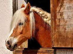 Einstellplatz frei – Götzendorf an der Leitha, 350 €, Marktplatz-Tiere & Tierbedarf in 2434 Gemeinde Götzendorf