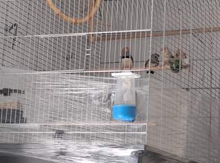 Vögel 