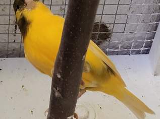 Verkaufe Kanarien, 30 €, Marktplatz-Tiere & Tierbedarf in 7000 Kleinhöflein Verkaufe Kanarien, 30 €, Marktplatz-Tiere & Tierbedarf in 7000 Kleinhöflein