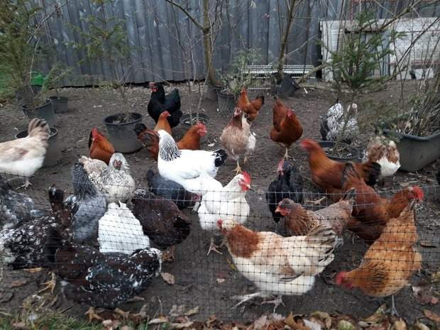 Hühner wegen Überzahl abzugeben
