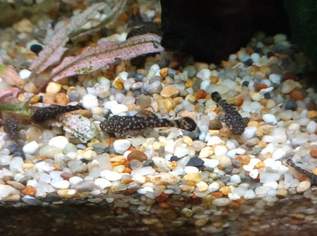 Antennenwelse , 0 €, Marktplatz-Tiere & Tierbedarf in 1130 Hietzing