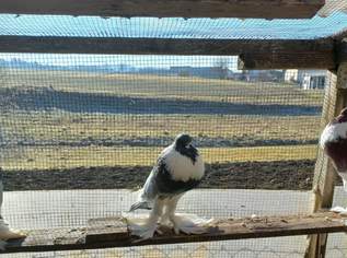 Verkaufe Pommer Kropftauben , 30 €, Marktplatz-Tiere & Tierbedarf in 8230 Hartberg Verkaufe Pommer Kropftauben , 30 €, Marktplatz-Tiere & Tierbedarf in 8230 Hartberg