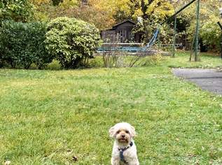 Nähe Klinik Hietzing - seltenes Altbaujuwel - Ausbaupotenzial - absolute Grünruhelage, 1690000 €, Immobilien-Häuser in 1130 Hietzing Nähe Klinik Hietzing - seltenes Altbaujuwel - Ausbaupotenzial - absolute Grünruhelage, 1690000 €, Immobilien-Häuser in 1130 Hietzing