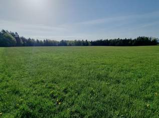 Landwirtschaftliches Grünland mit Waldfläche, 0 €, Immobilien-Grund und Boden in 5162 Obertrum am See