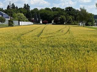 SONNIGES BAUGRUNDSTÜCK ohne Bauzwang, 99000 €, Immobilien-Grund und Boden in 7512 Kohfidisch