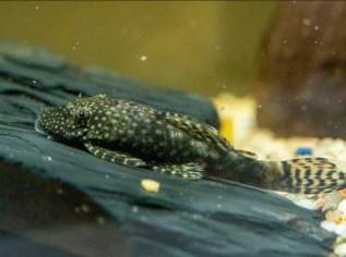 Antennenwels - Ancistrus dolichopterus, 5 €, Marktplatz-Tiere & Tierbedarf in 3200 Gemeinde Ober-Grafendorf Antennenwels - Ancistrus dolichopterus, 5 €, Marktplatz-Tiere & Tierbedarf in 3200 Gemeinde Ober-Grafendorf