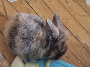 hasen, 90 €, Marktplatz-Tiere & Tierbedarf in 1220 Donaustadt