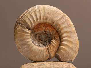 Fossilien, Versteinerung Ammonit (A), 139 €, Marktplatz-Antiquitäten, Sammlerobjekte & Kunst in 1200 Brigittenau