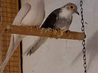 Wellensittich Diamanttauben Turteltauben Canarien Hochzeitstauben, 30 €, Marktplatz-Tiere & Tierbedarf in 8600 Bruck an der Mur