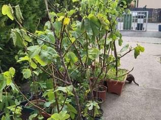 2m Feige im Topf, winterhart. Robust, wohlschmeckende Früchte. Sorte "Honigfeige" 2m Feige im Topf, winterhart. Robust, wohlschmeckende Früchte. Sorte "Honigfeige"