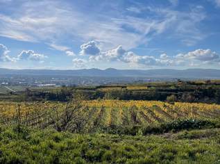 WEINGARTEN IN AUSSICHTSLAGE - WEINGARTEN, LANDWIRTSCHAFTLICHE FLÄCHEN - KEIN BAUGRUNDSTÜCK!, 32000 €, Immobilien-Grund und Boden in 3500 Am Steindl WEINGARTEN IN AUSSICHTSLAGE - WEINGARTEN, LANDWIRTSCHAFTLICHE FLÄCHEN - KEIN BAUGRUNDSTÜCK!, 32000 €, Immobilien-Grund und Boden in 3500 Am Steindl