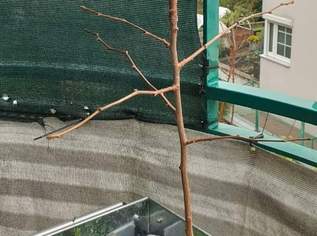 Gingo Fächerbaum 112 Hoch 5Euro Gingo Fächerbaum 112 Hoch 5Euro