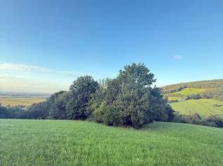 Verwilderter, mit alten Sorten bestückter Obstgarten im Moment als Wald gewidmet RODUNG bewilligt, 39000 €, Immobilien-Grund und Boden in 3433 Gemeinde Königstetten