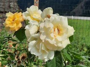 Einfamilienwohnhaus mit Garten und Garage nähe Sillian zu verkaufen, 525000 €, Immobilien-Häuser in 9918 Gemeinde Strassen