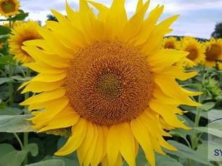 Bauernhof in Toplage!, 0 €, Immobilien-Häuser in 9545 Radenthein Bauernhof in Toplage!, 0 €, Immobilien-Häuser in 9545 Radenthein