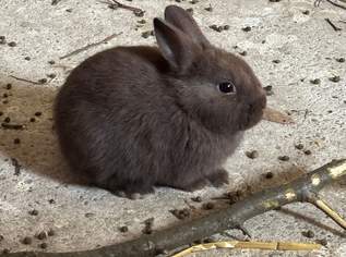 Zwergkaninchen
