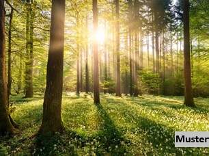 +++ Waldfläche +++, 1930 €, Immobilien-Grund und Boden in 7562 Zahling +++ Waldfläche +++, 1930 €, Immobilien-Grund und Boden in 7562 Zahling