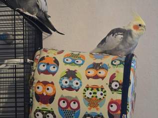 Nymphensittiche , 120 €, Marktplatz-Tiere & Tierbedarf in 1020 Leopoldstadt Nymphensittiche , 120 €, Marktplatz-Tiere & Tierbedarf in 1020 Leopoldstadt