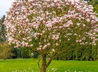 Kostenloser Baum für Ihr Grundstück im 23. Bezirk, 0 €, Haus, Bau, Garten-Balkon & Garten in 1230 Liesing
