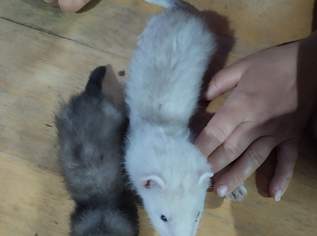 Frettchen, 120 €, Marktplatz-Tiere & Tierbedarf in 1020 Leopoldstadt