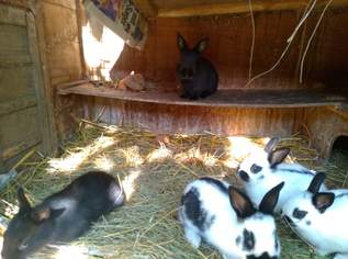 Kaninchen:  Zwergschecken 4monatig 