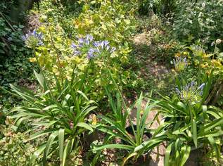 Afrikalilien, 25 €, Haus, Bau, Garten-Balkon & Garten in 3500 Krems an der Donau Afrikalilien, 25 €, Haus, Bau, Garten-Balkon & Garten in 3500 Krems an der Donau