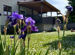 🌳Ihr neues Zuhause im Grünen – sofort einziehen & wohlfühlen- nahe Tulln, 735000 €, Immobilien-Häuser in 3434 Wilfersdorf