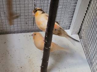 Verkaufe 2 orange Kanarien von 06/2026., 30 €, Marktplatz-Tiere & Tierbedarf in 7000 Kleinhöflein